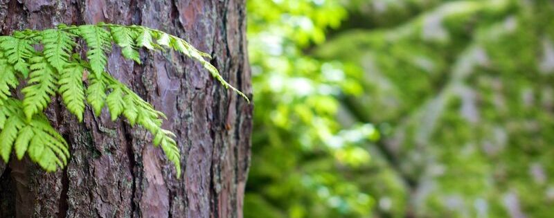 From the Blog - Precious Tree Project