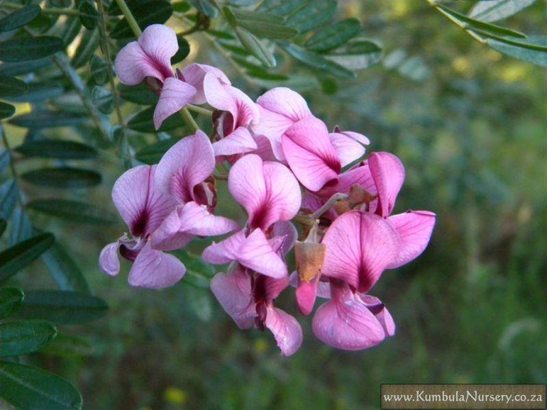 Keurboom Flower - Precious Tree Project