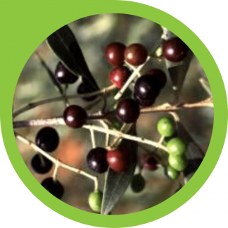 wild olive tree - gift shop - precious tree project npo