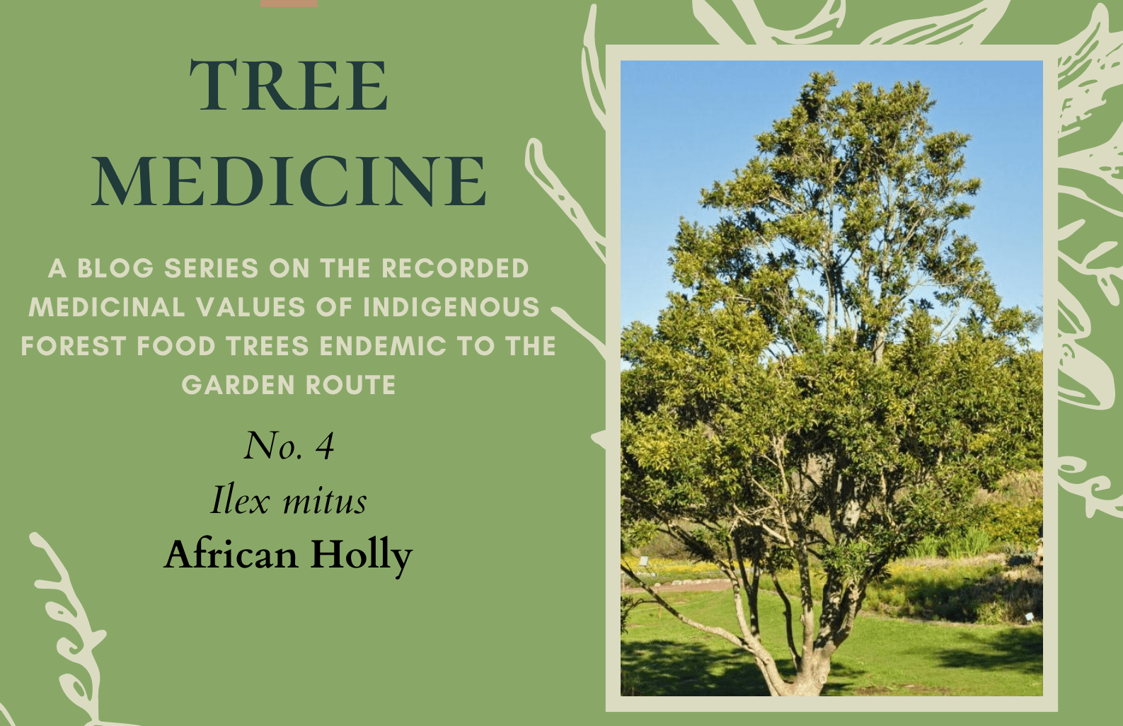 Tree Medicines of the Garden Route - African Holly_Cape Holly - Precious Tree Project