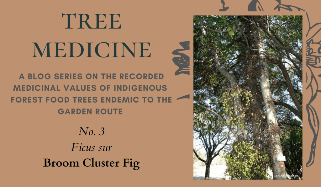 Tree Medicines of the Garden Route - Broom Cluster Fig - Precious Tree Project