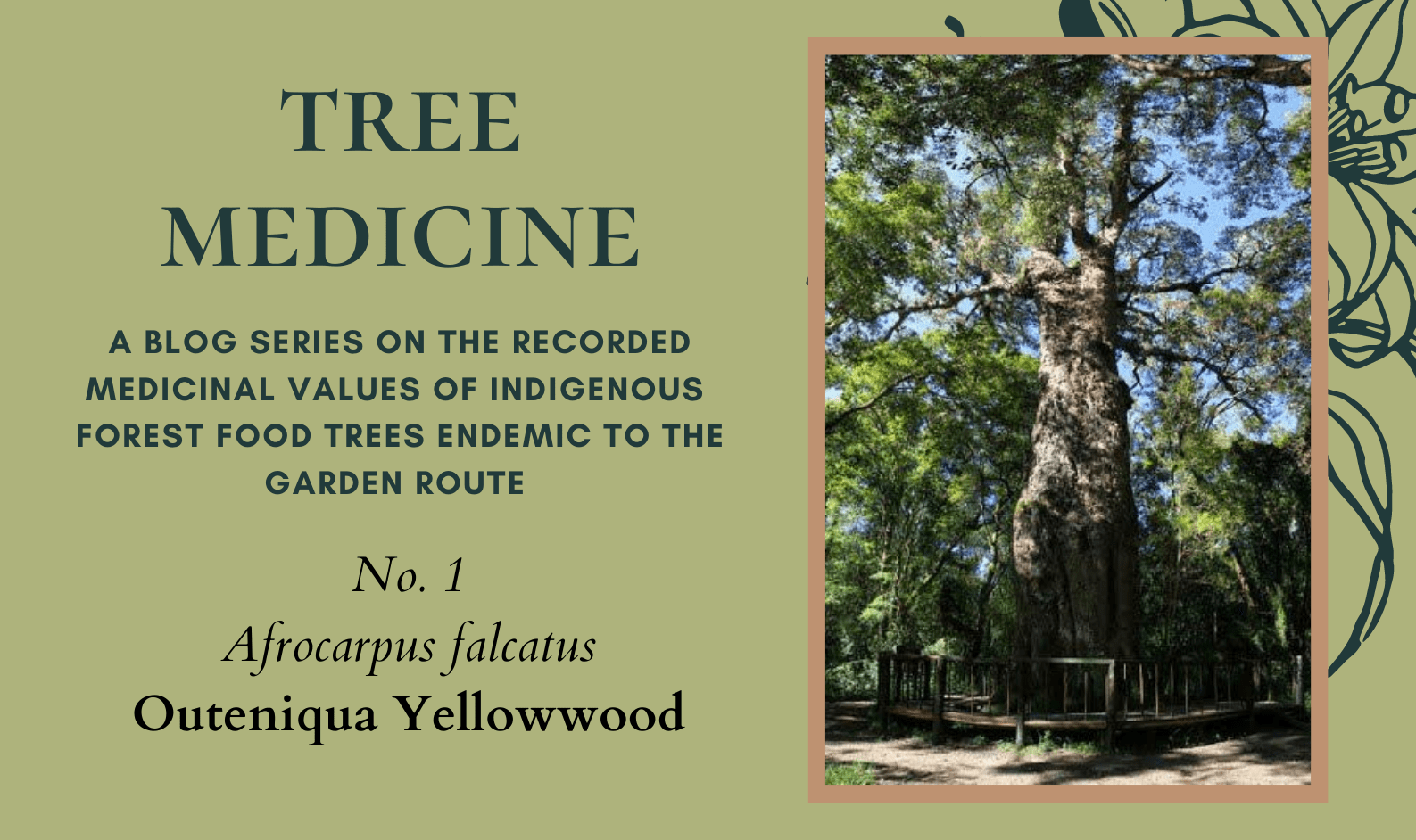 Tree Medicines of the Garden Route - Outeniqua Yellowwood - Precious Tree Project NPO