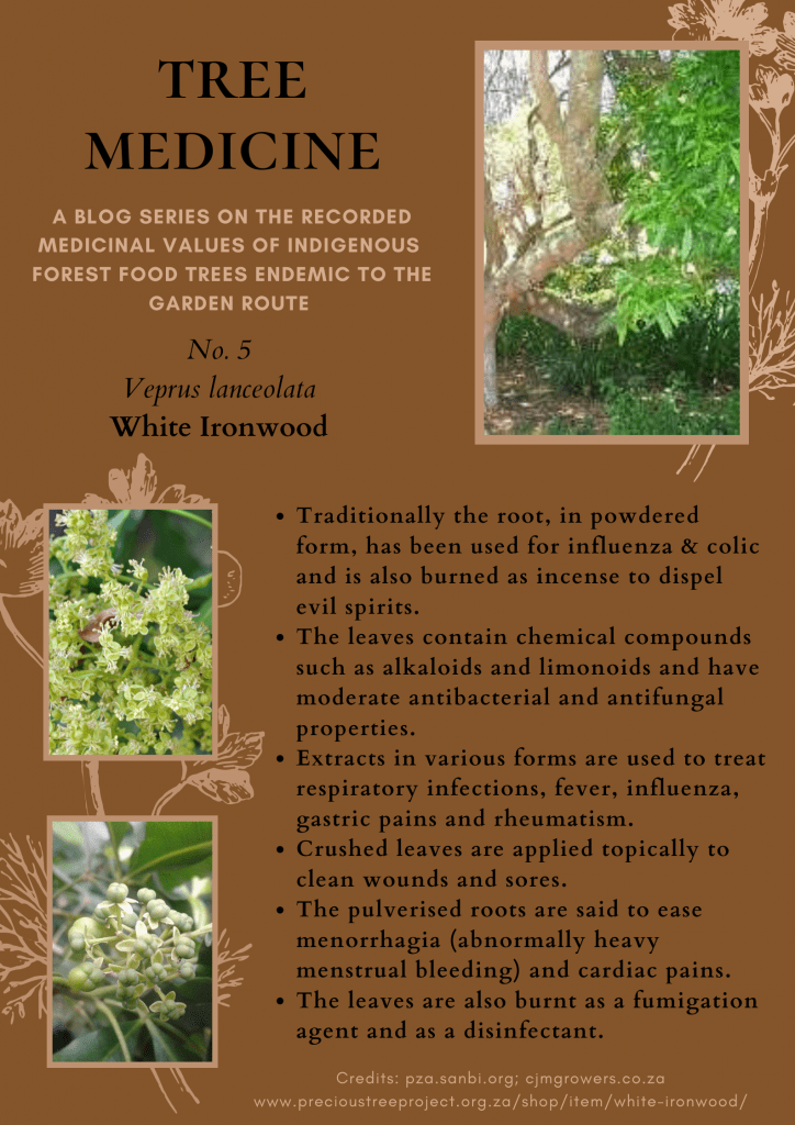Tree Medicines of the Garden Route - White Ironwood - Precious Tree Project