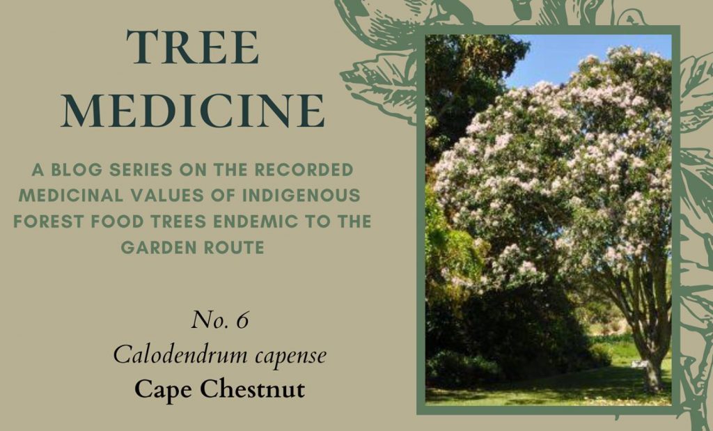 TREE MEDICINES OF THE GARDEN ROUTE – Cape Chestnut - Precious Tree Project NPO