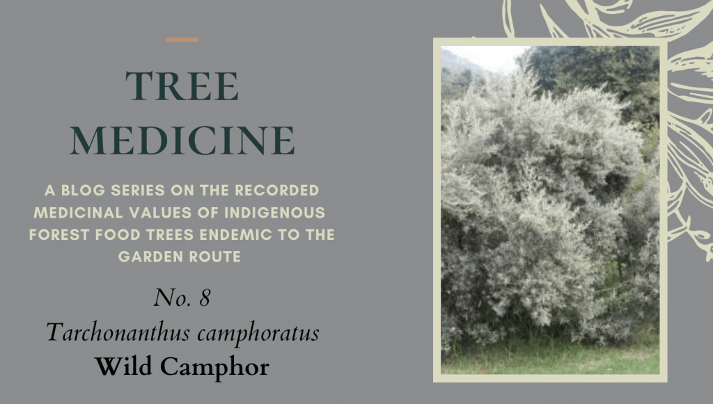 Tree Medicines of the Garden Route - Camphor Bush - Precious Tree Project NPO