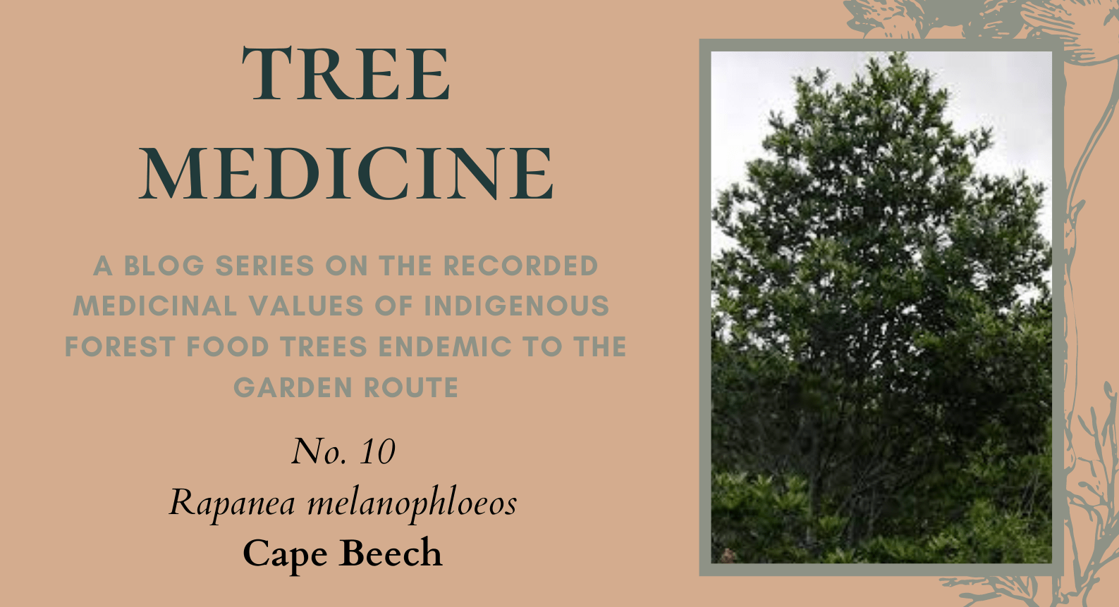 Tree Medicines of the Garden Route - Cape Beech - Precious Tree Project NPO