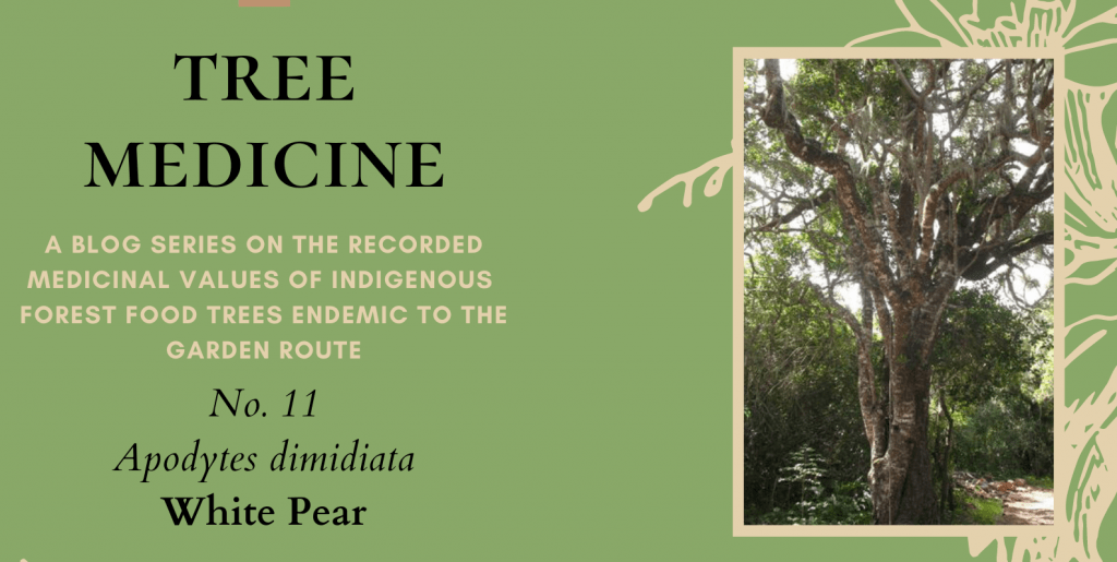 Tree Medicines of the Garden Route - White Pear - Precious Tree Project NPO