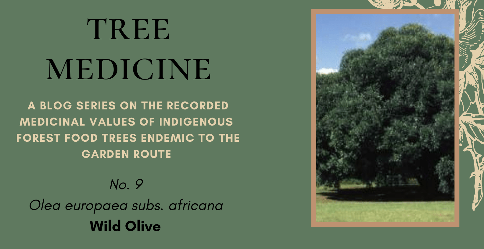 Tree Medicines of the Garden Route - Wild Olive - Precious Tree Project NPO