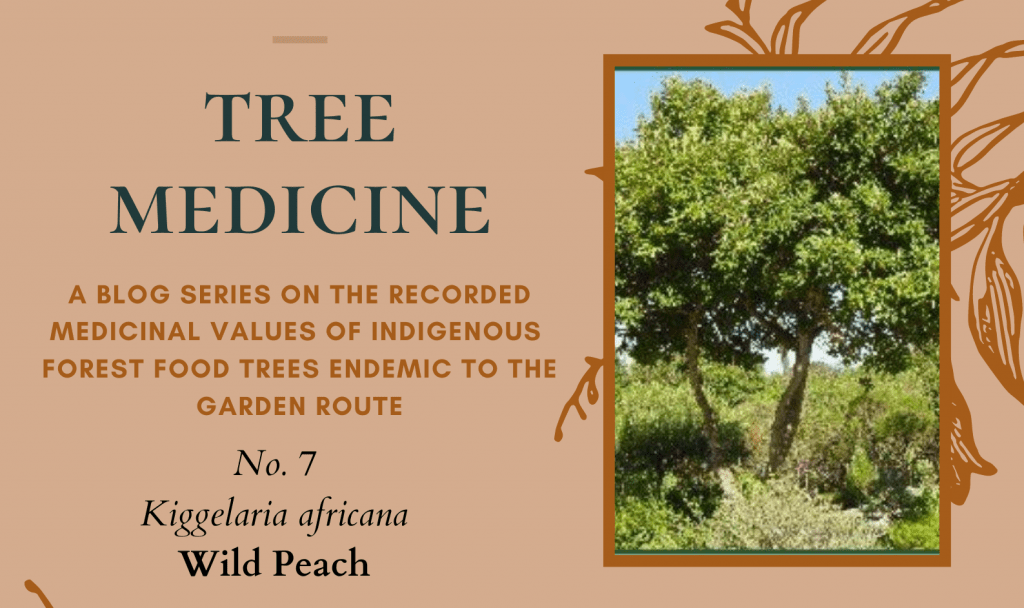 Tree Medicines of the Garden Route - Wild Peach - Precious Tree Project NPO