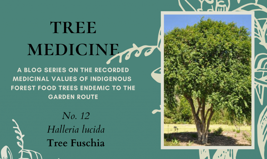 Tree Medicines of the Garden Route - Tree Fuchsia - Precious Tree Project