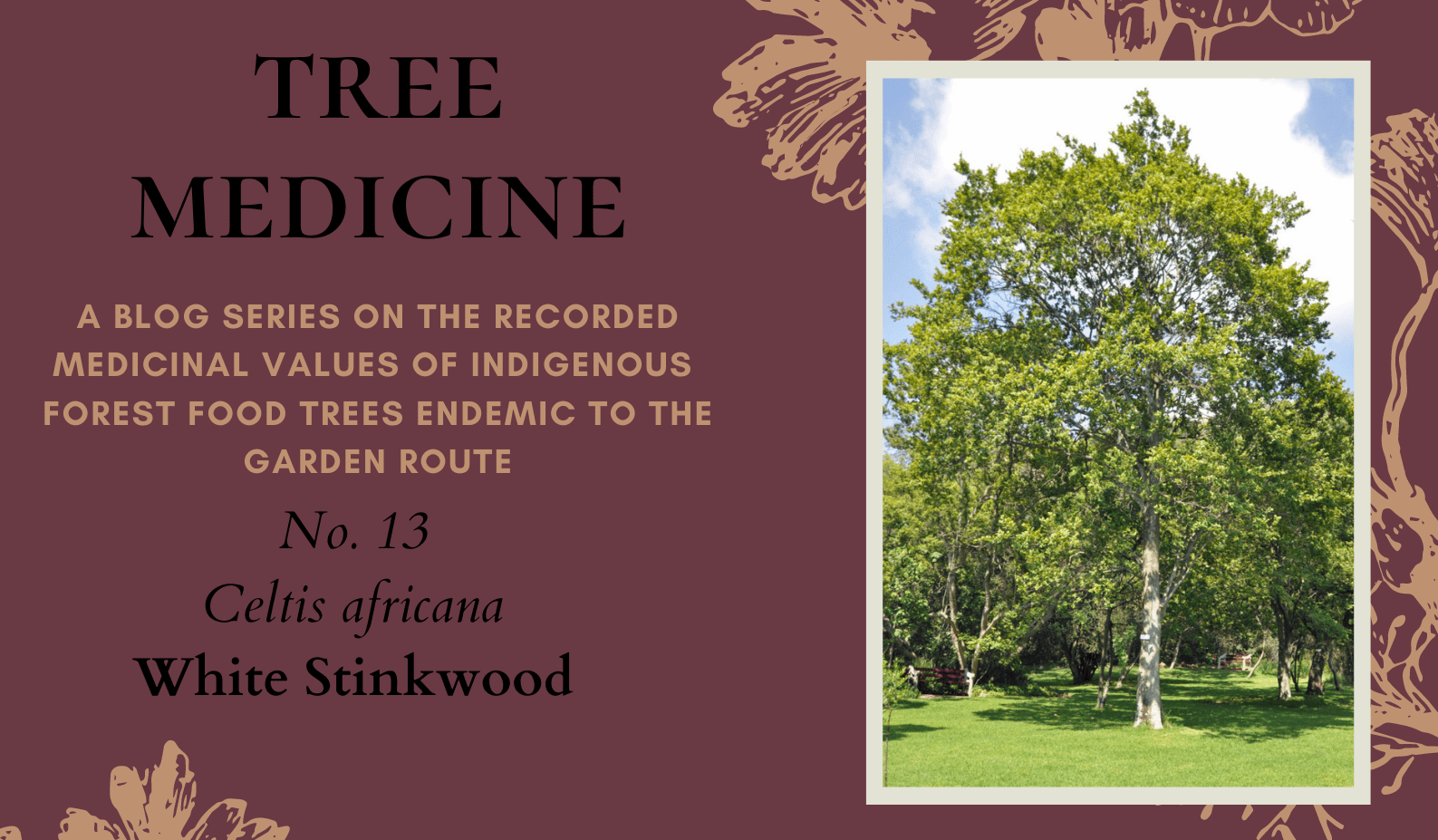 Tree Medicines of the Garden Route - White Stinkwood - Precious Tree Project