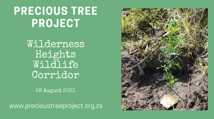 Arbour Week vs Corporate Environmental Responsibility - Precious Tree Project