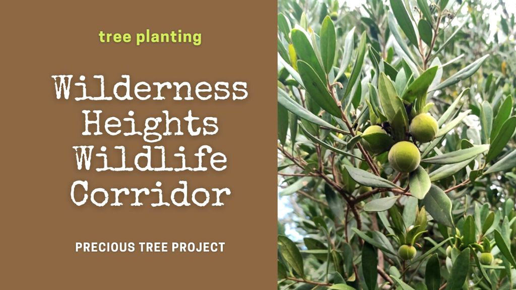 Wilderness Heights Wildlife Corridor 23 April 2022 Precious Tree Project