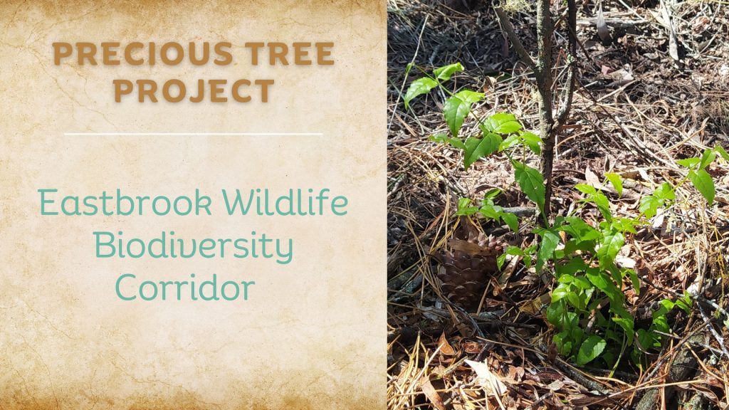 Capitalising on Green