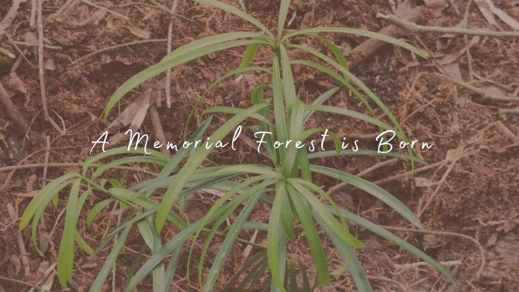 planting in the name of love and loss