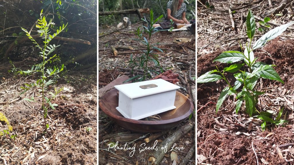 planting seeds of love eastbrook wildlife corridor precious tree project