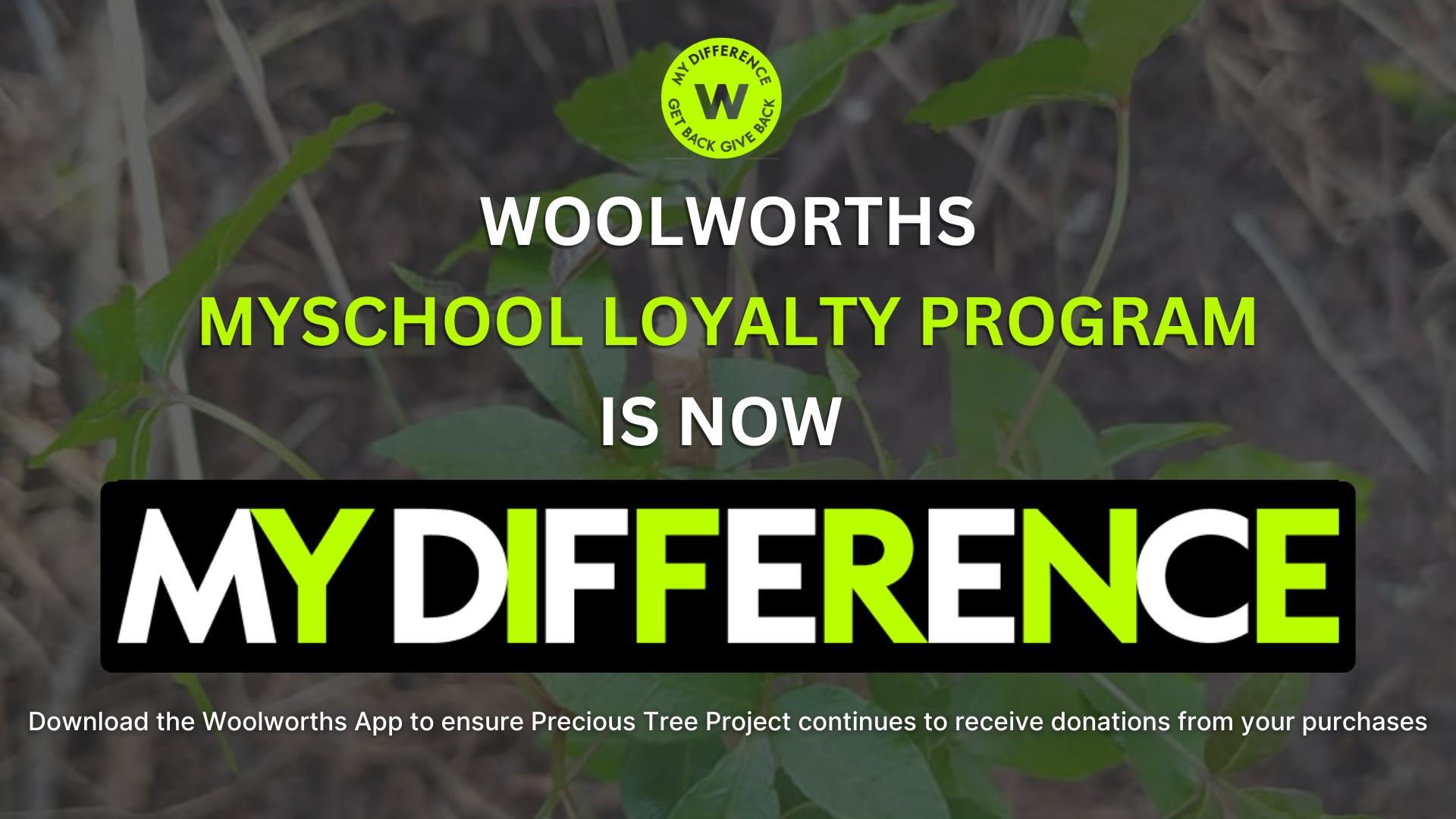 my difference woolworths precious tree project npo