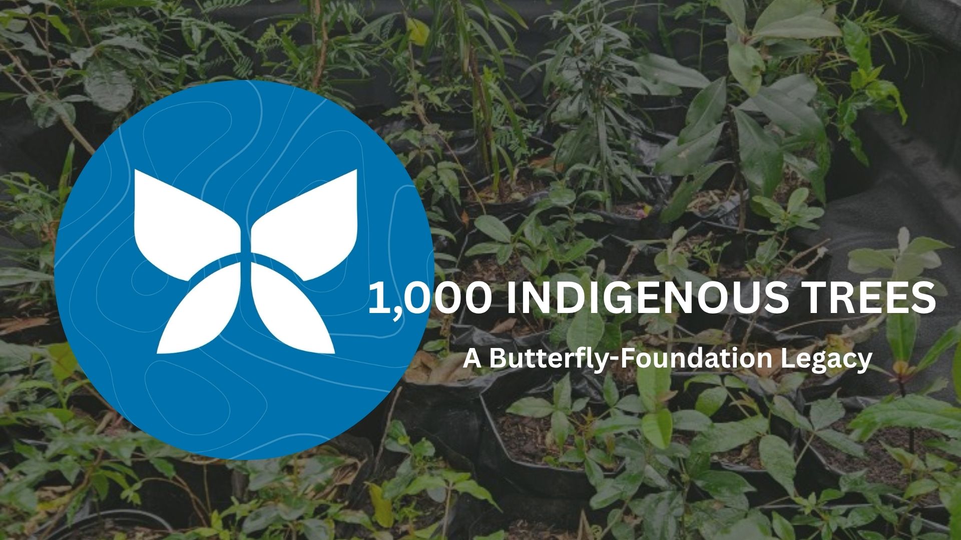 1,000 Indigenous Trees Butterfly Foundation Ecolution Festival 2025