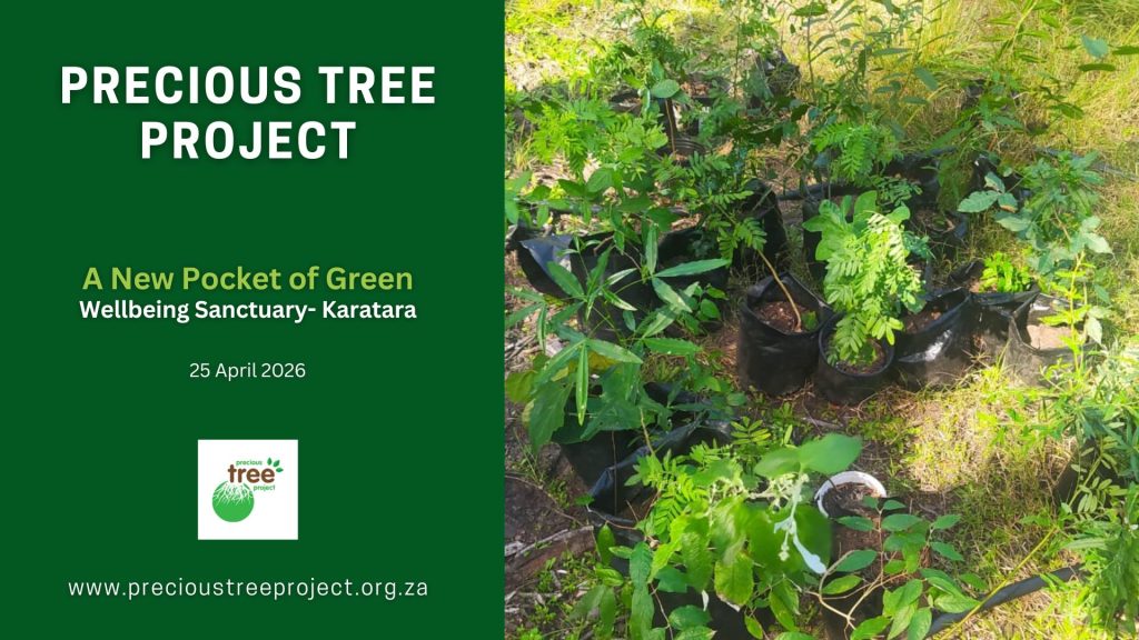 Precious Tree Project Assisted Reforestation Wellbeing Sanctuary in Karatara