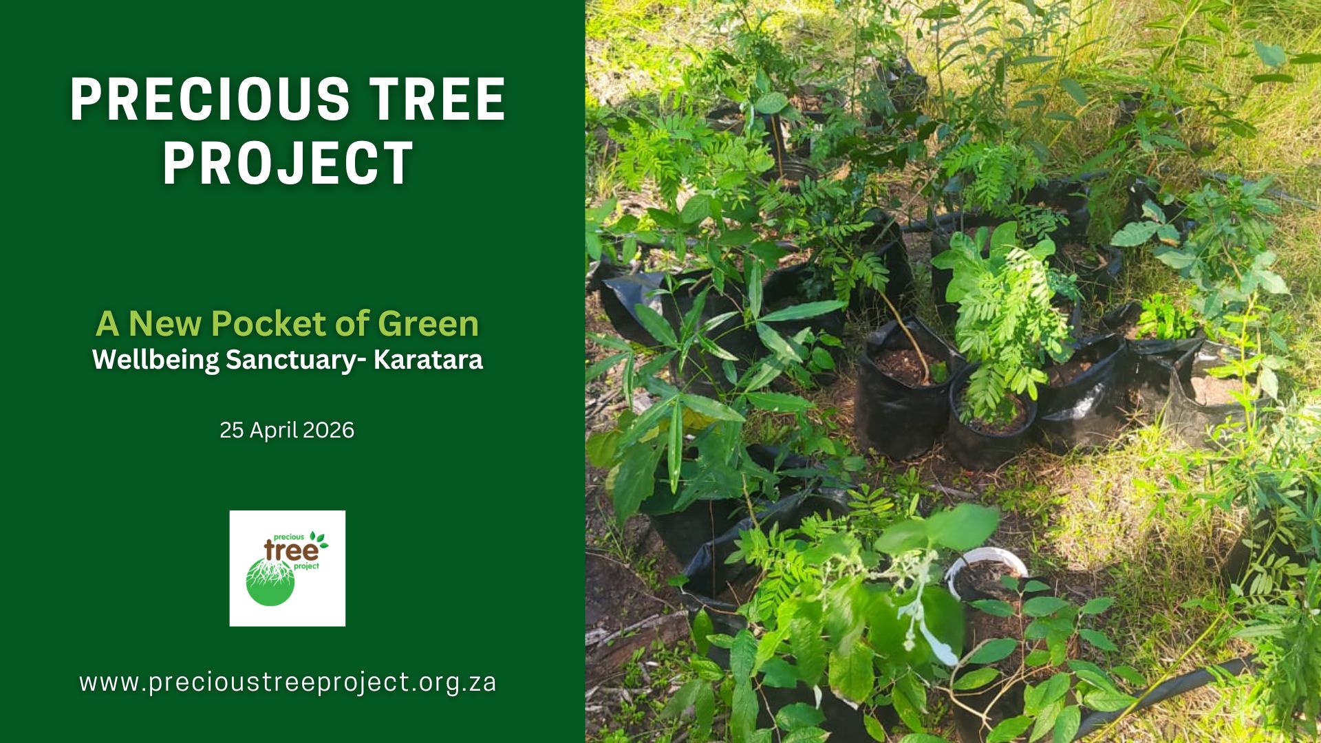 Precious Tree Project Assisted Reforestation Wellbeing Sanctuary in Karatara